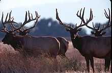 wapiti