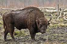 wisent