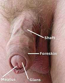 penis